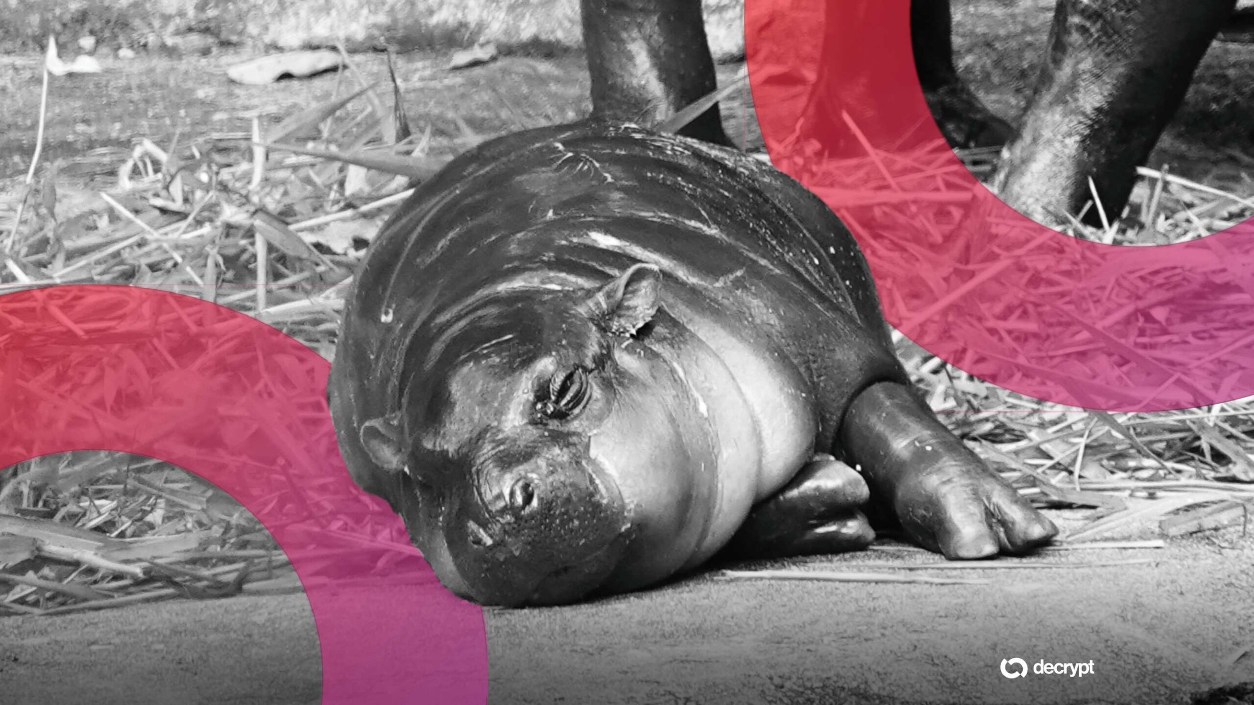 [aggregator] downloaded image for imported item #9878